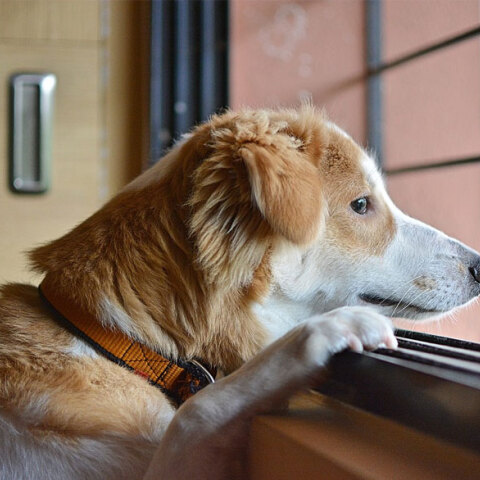 Σκύλος πέθανε σε διαμέρισμα στη Λάρισα - Τον άφησε μόνο πίσω 19χρονος φοιτητής για να πάει διακοπές