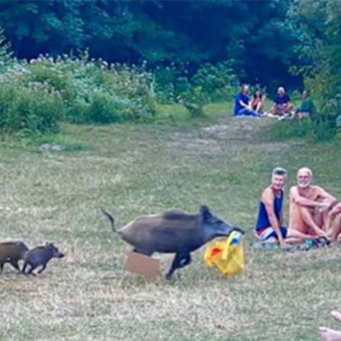 Γερμανία: Γυμνός άντρας κυνηγάει αγριογούρουνο σε λίμνη 