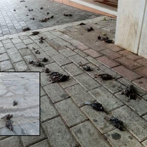 Κακοκαιρία στην Εύβοια: Δεκάδες πουλιά νεκρά στη Χαλκίδα