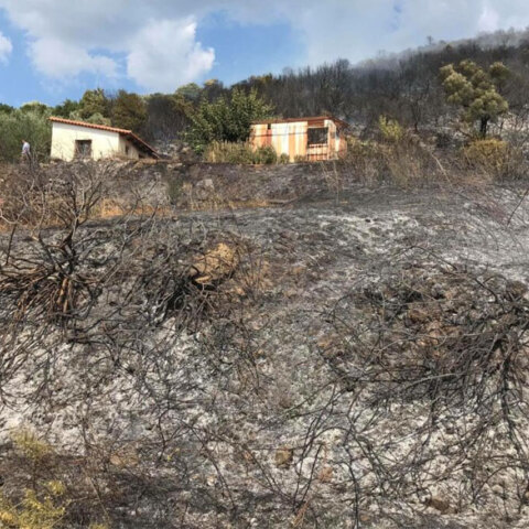 Πυρκαγιά στη Μεσσηνία: Αναστάτωση στον Δήμου Χανδρινού από τη φωτιά που ξέσπασε κοντά σε κατοικίες