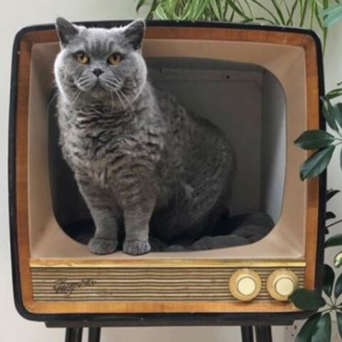 VIntage τηλεοράσεις μετατρέπονται σε σπίτια για γάτες (εικόνες)