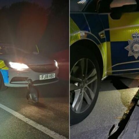 Ο πιγκουίνος που βρήκε η αγγλική αστυνομία στη μέση του δρόμου