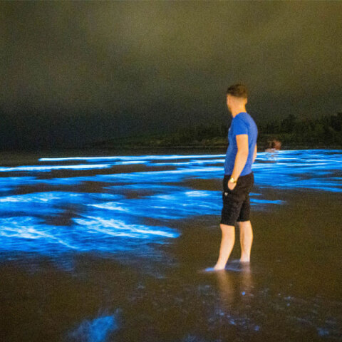 Το πλαγκτόν και η βιοφωταύγεια δημιούργησαν μια εκπληκτική θαλάσσια... ντίσκο σε παραλία στην Ιρλανδία