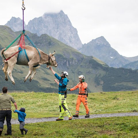 «Πετώντας» φεύγουν οι τραυματισμένες αγελάδες στην Ελβετία - Τις μεταφέρουν με ελικόπτερο