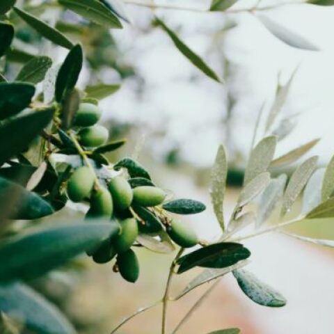 Ελαιόδεντρο