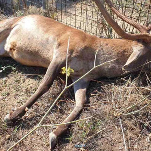 Σκότωσαν το ελάφι που ζούσε κοντά σε κατοικίες στην Πάρνηθα