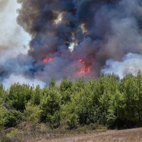 Δασική πυρκαγιά