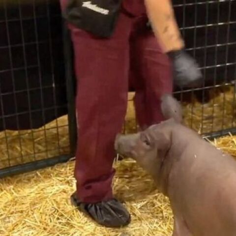 Η Γερτρούδη