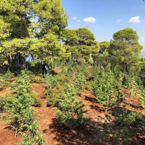 Φυτεία χασίς