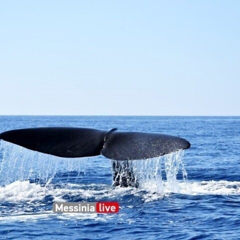 Φάλαινα στη Μάνη