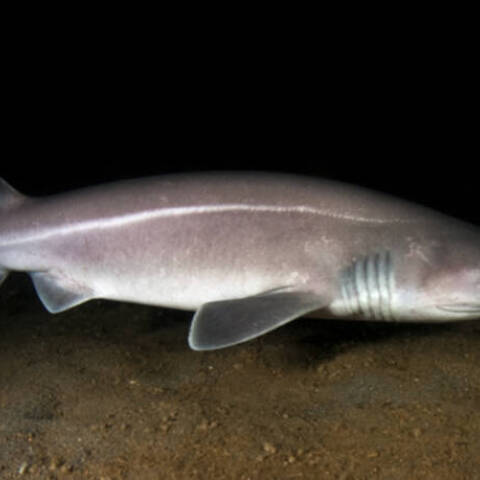 Προστατευόμενο είδος καρχαρία και όχι γαλέος πιάστηκε στο Άγιο Όρος