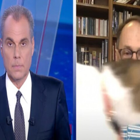 Η γάτα του Νίκου Σύψα στο δελτίο ειδήσεων