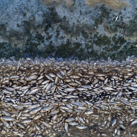 Nεκρά ψάρια 