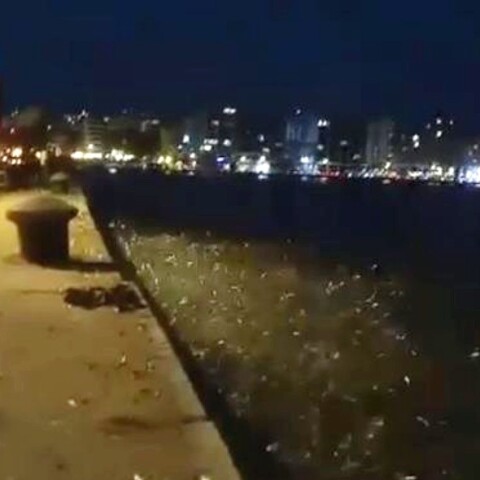 Σαρδέλες στην παραλία της Θεσσαλονίκης