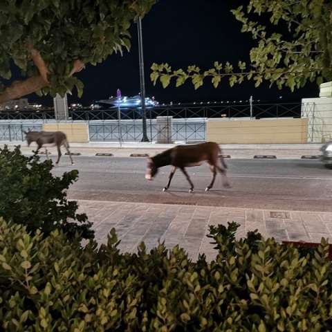 Γάιδαροι στην Ερμούπολη
