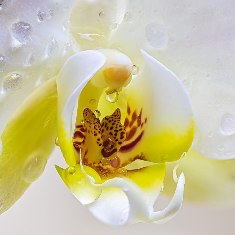 orchid-4920533_1280.jpg