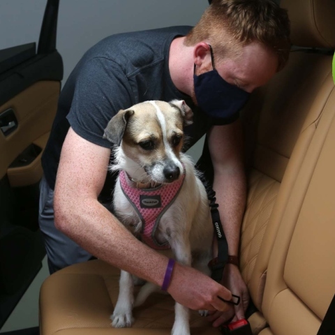 Συμβουλές για την ασφάλεια των κατοικιδίων όταν ταξιδεύουν με αυτοκίνητο.