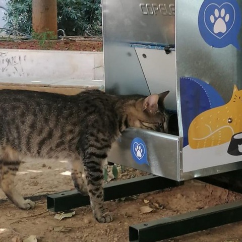 Αδέσποτη γάτα 