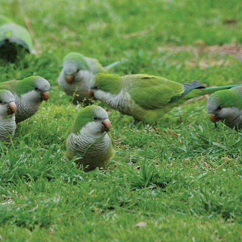 Παπαγάλοι στο Ζάππειο