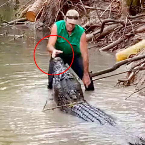 Ο Ματ Ράιτ απωθεί με γυμνά χέρια κροκόδειλο στην Αυστραλία