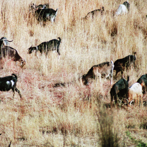 Τα Καμένα Βούρλα