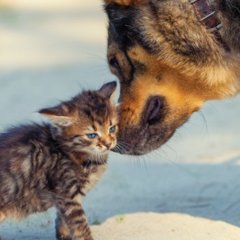 Γάτα και σκύλος: Pedigree® και Whiskas®