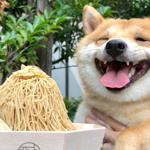 Uni: Ο σκύλος που χαμογελάει όποτε βλέπει φαγητό