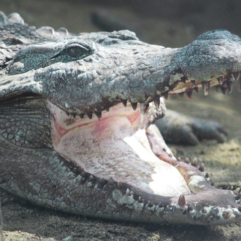 Κροκόδειλος