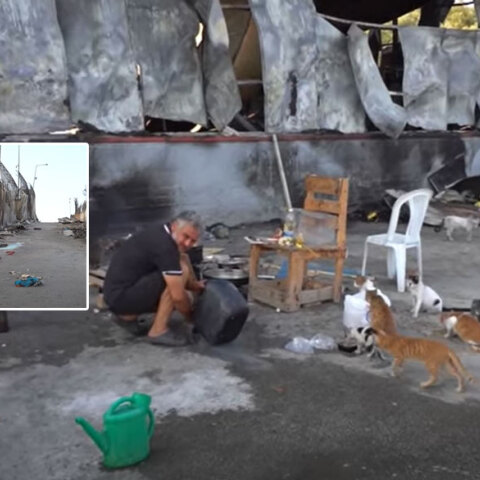 Μετανάστες και πρόσφυγες επιστρέφουν στη Μόρια για να δώσουν τροφή και νερό στα αδέσποτα