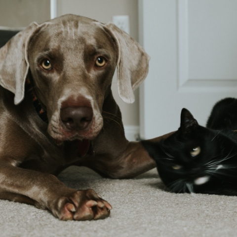 Κουίζ: Είσαι περισσότερο σκύλος ή γάτα;