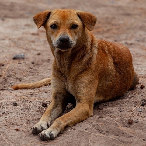 Αδέσποτος σκύλος