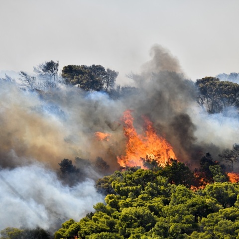 Φωτιά σε δασική έκταση 