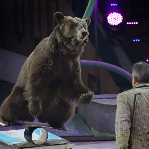Αρκούδα σε τσίρκο (ΦΩΤΟ ΑΡΧΕΙΟΥ)