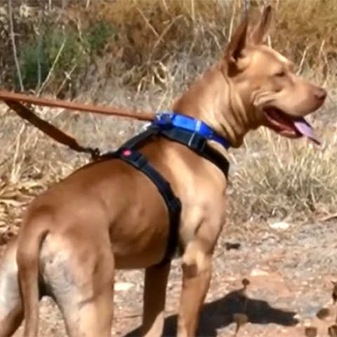 Σε διαθεσιμότητα ο υπάλληλος της ΔΕΗ που φέρεται να βασάνισε σκύλο