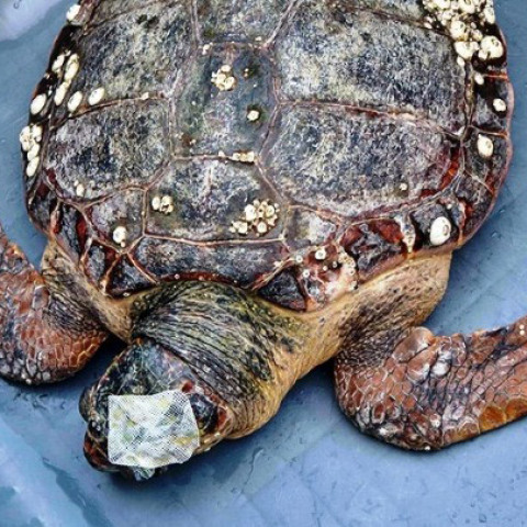 «Γέφυρα» σωτηρίας για τη διάσωση μιας Caretta- caretta