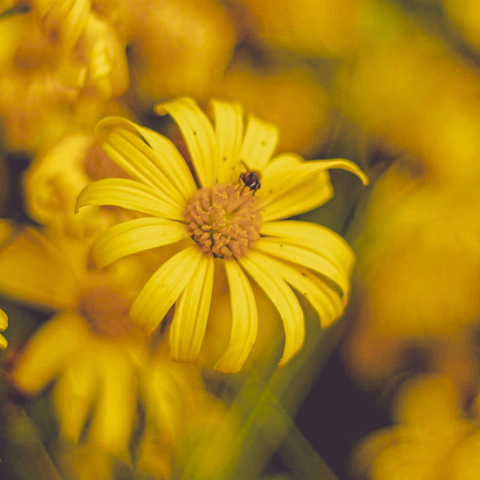 Γύρη η θαυματουργή