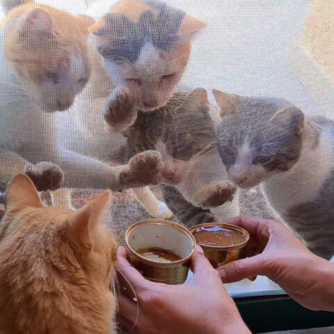 Γάτες λίγο πριν την ώρα του φαγητού ©Ελένη Μπεζιριάνογλου