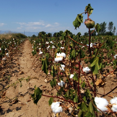 Καλλιέργεια βαμβακιού