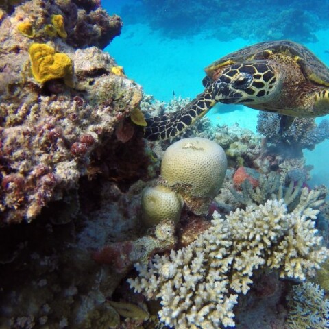 Ο Μεγάλος Κοραλλιογενής Ύφαλος 