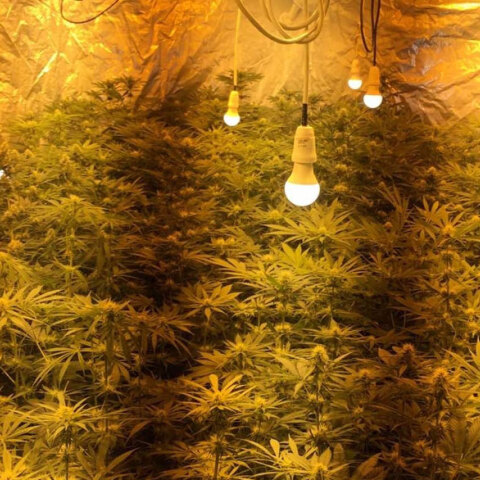 Εργαστήριο υδροπονικής κάνναβης μέσα σε σπίτι στην Αρτέμιδα