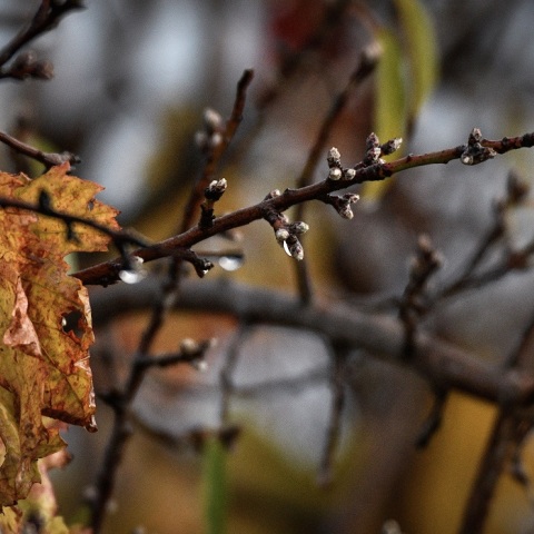 Στιγμιότυπο Φθινοπώρου