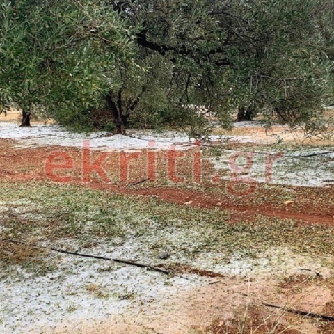 Χαλάζι κατέστρεψε ελιές στην Κρήτη