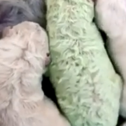 Αυτό το κουτάβι γεννήθηκε πρασινωπό & το λένε «ο Φυστίκης»