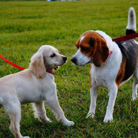 Κατοικίδια σε βόλτα στην εξοχή
