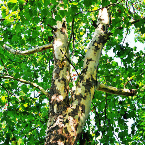 ΑΡΧΕΙΟ - Πλάτανος 