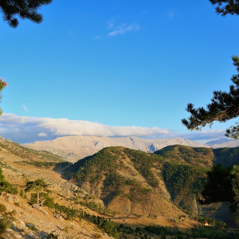 Τα απολυμαντικά της φύσης που καταπολεμούν τους ιούς