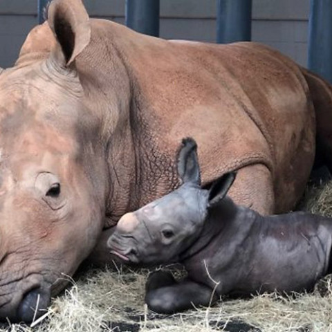 Disney Animal Kingdom - Γεννήθηκε λευκός ρινόκερος