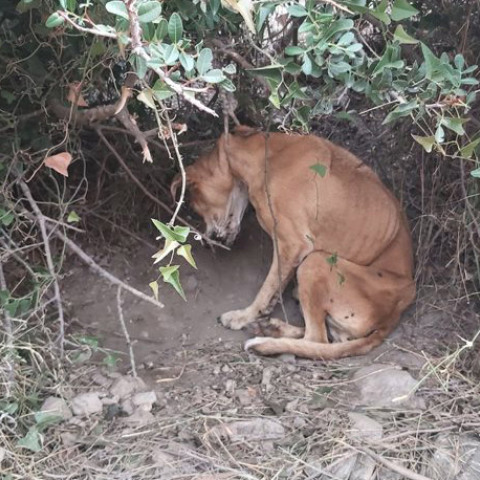 Φιλοζωικο σωματειο Κερατεας Προκρις
