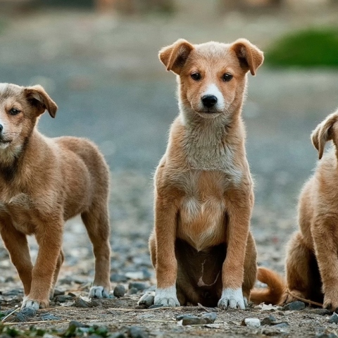 Αδέσποτα σκυλιά