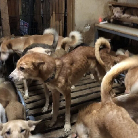 Συνολικά 164 σκυλιά ήταν στοιβαγμένα σε διαμέρισμα 30 τμ στην Ιαπωνία